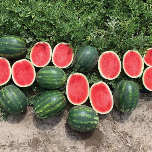 Watermelon Cracker Jack F1 Organic Seed