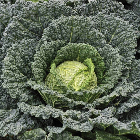 Cabbage Serpentine F1 Seed