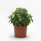 Basil Everleaf Lemon Seed