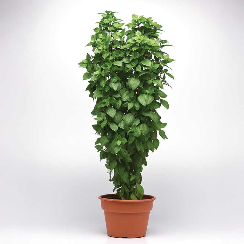 Basil Everleaf Thai Towers Seed