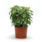 Basil Everleaf Thai Towers Seed