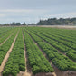 Lettuce Hulk Seed