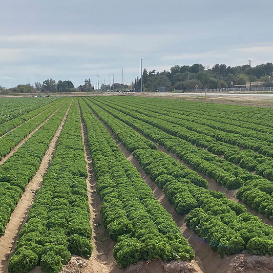 Lettuce Hulk Seed