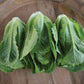 Lettuce Sonora Seed