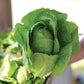 Lettuce Sonora Seed