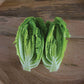 Lettuce Sonora Seed