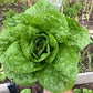 Lettuce Sonora Seed