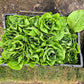 Lettuce Sonora Seed