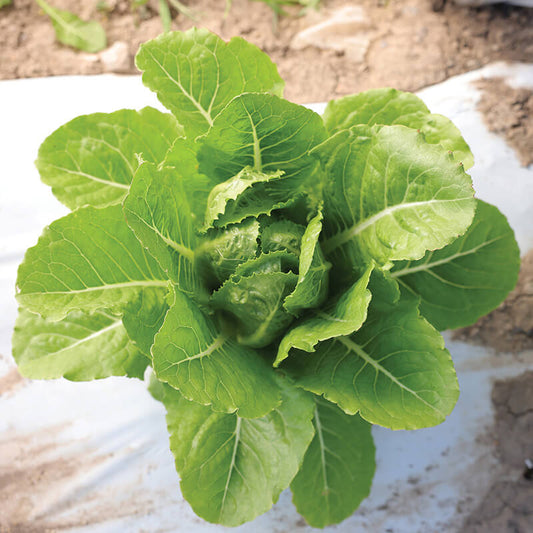 Lettuce Bluerock Seed