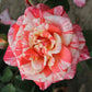 Salmon White Rose Seedlings Flower Seeds Perennial Growing Bonsai Corms Tubers Potted Planting Reblooming Fragrant Garden Roots Rhizomes Species Blooms Plant Bulbs Gardening Tree