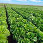 Lettuce Lassen Seed