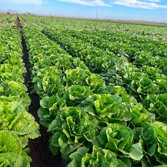Lettuce Lassen Seed