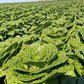 Lettuce Lassen Seed