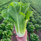 Lettuce Lassen Seed