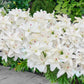 Pura Puro Carpet Border Lily