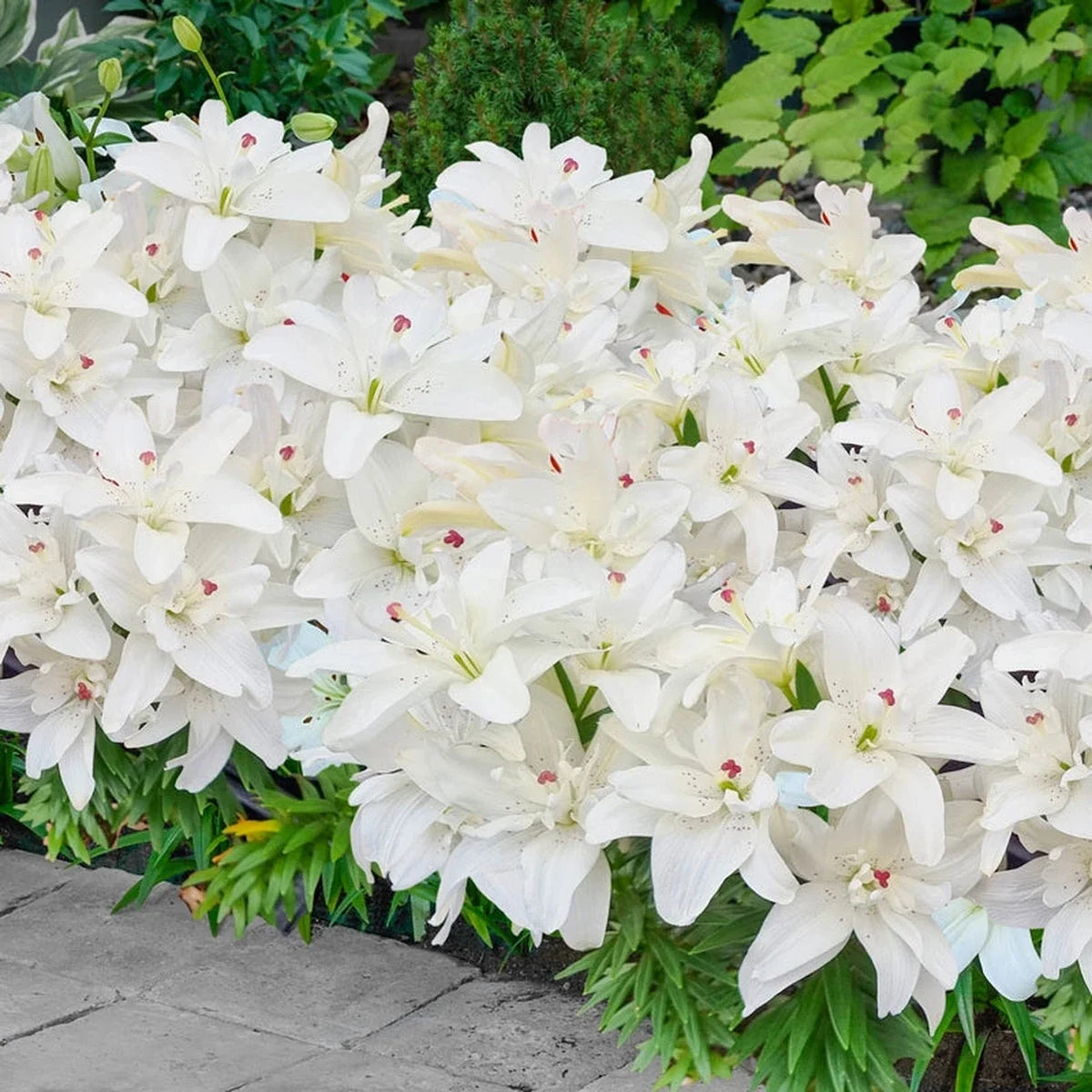 Pura Puro Carpet Border Lily