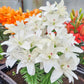 Pura Puro Carpet Border Lily