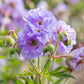 Cloud Nine Hardy Geranium