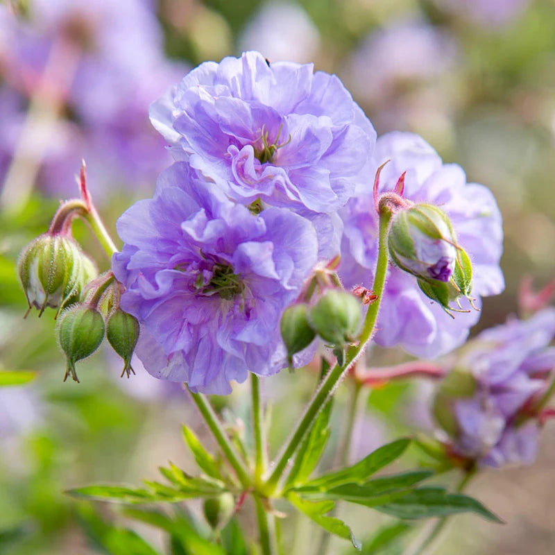 Cloud Nine Hardy Geranium
