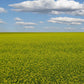Mustard Biofumigant Caliente119 Seeds