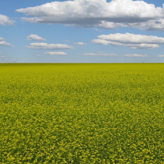 Mustard Biofumigant Caliente119 Seeds