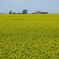 Mustard Biofumigant Caliente119 Seeds