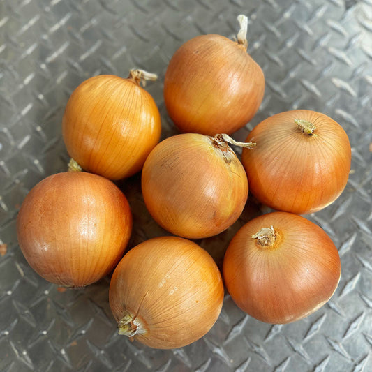 Onion Bradley Live Plants