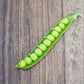 Pea PLS 167 Seed