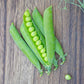 Pea PLS 167 Seed