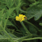 Watermelon Chaperone F1 Seed