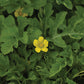 Watermelon Chaperone F1 Seed