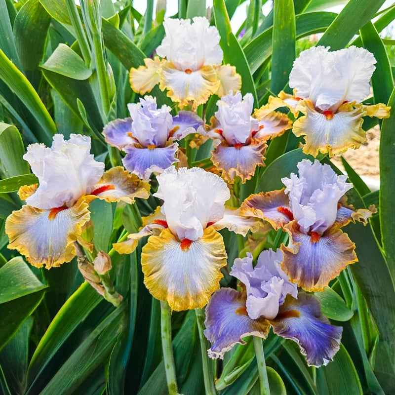 Snaparazzi Bearded Iris