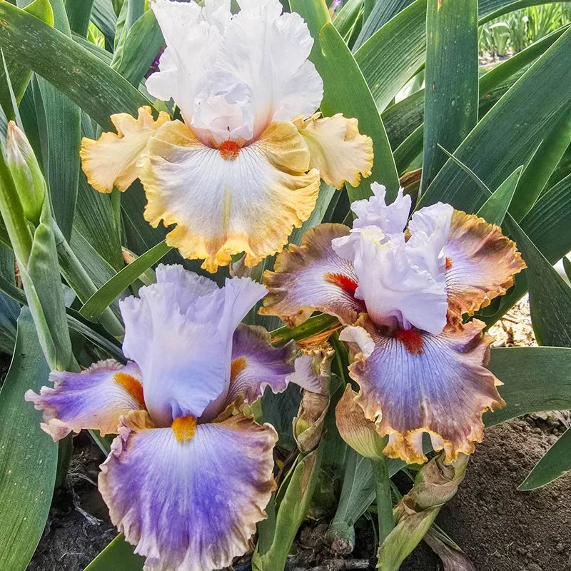 Snaparazzi Bearded Iris