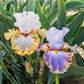 Snaparazzi Bearded Iris