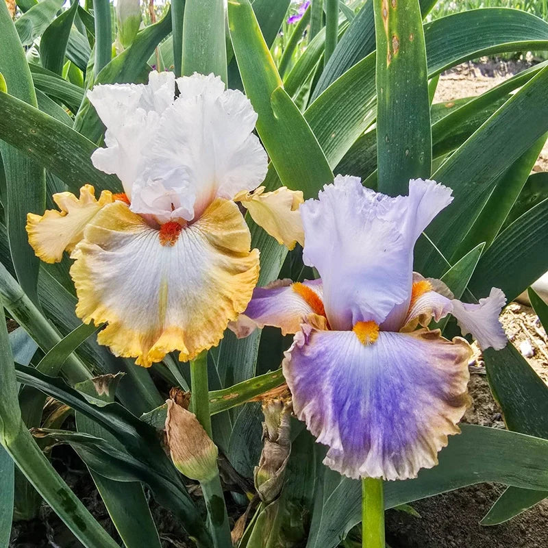 Snaparazzi Bearded Iris