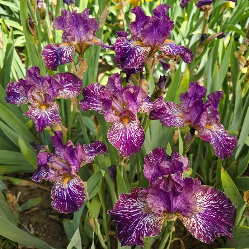 Tribal Tattoo Bearded Iris