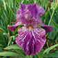 Tribal Tattoo Bearded Iris