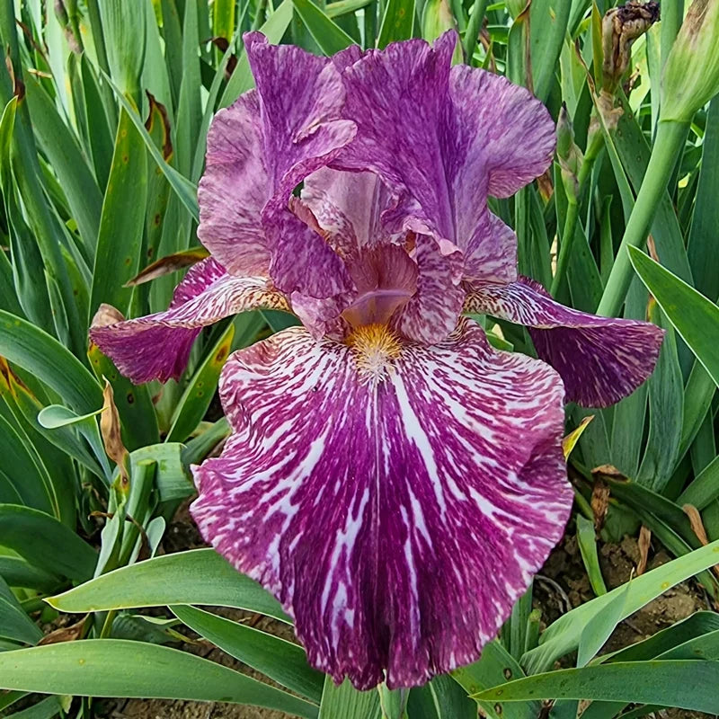 Tribal Tattoo Bearded Iris