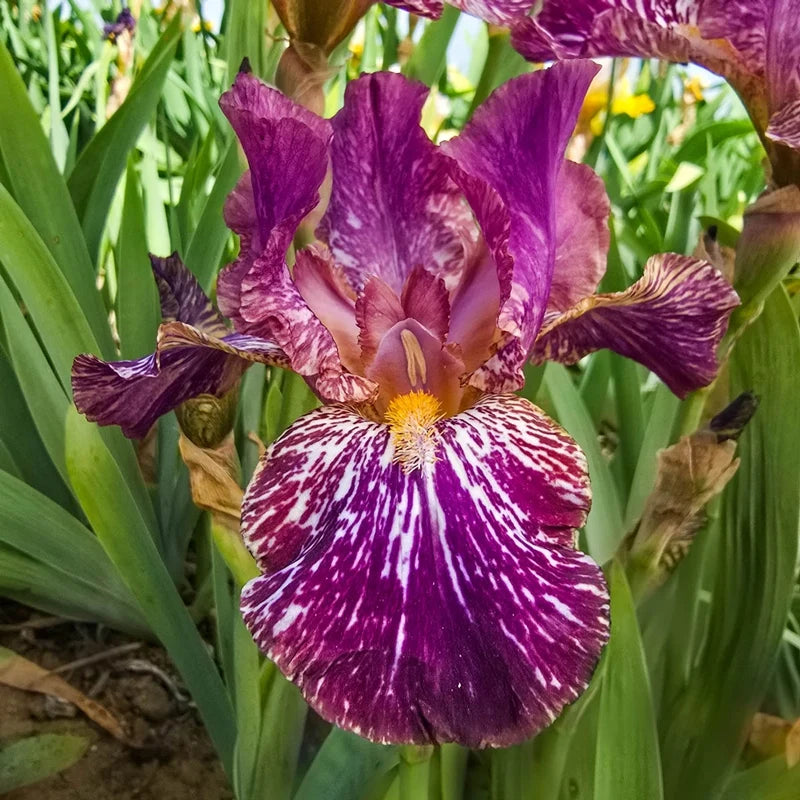 Tribal Tattoo Bearded Iris