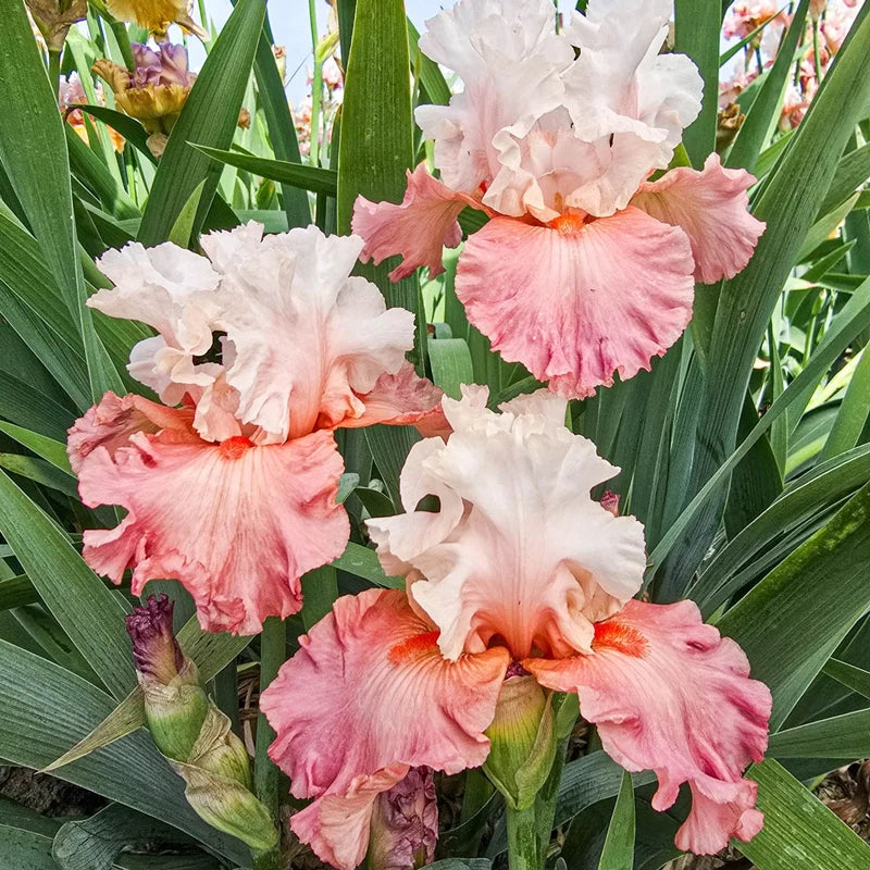 Quiet Grace Bearded Iris