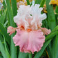 Quiet Grace Bearded Iris