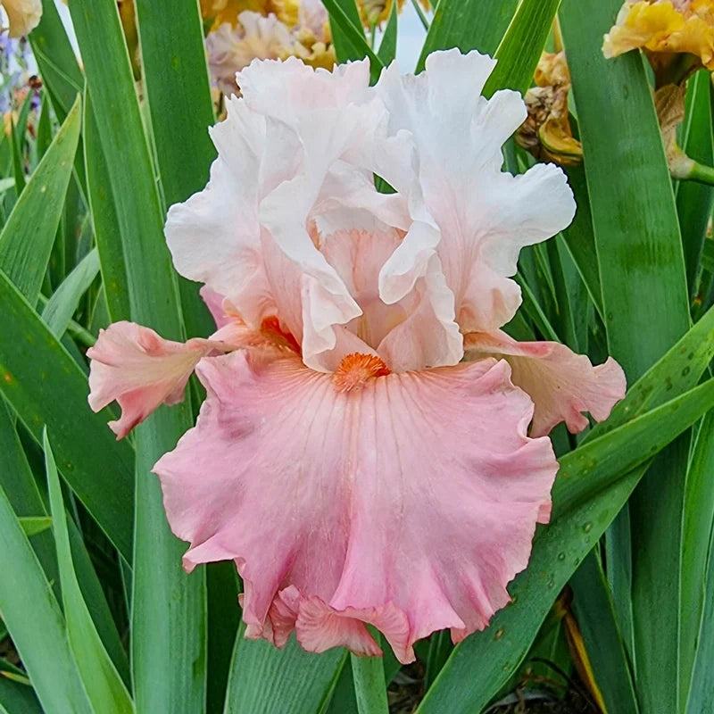 Quiet Grace Bearded Iris