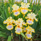 Just My Imagination Bearded Iris