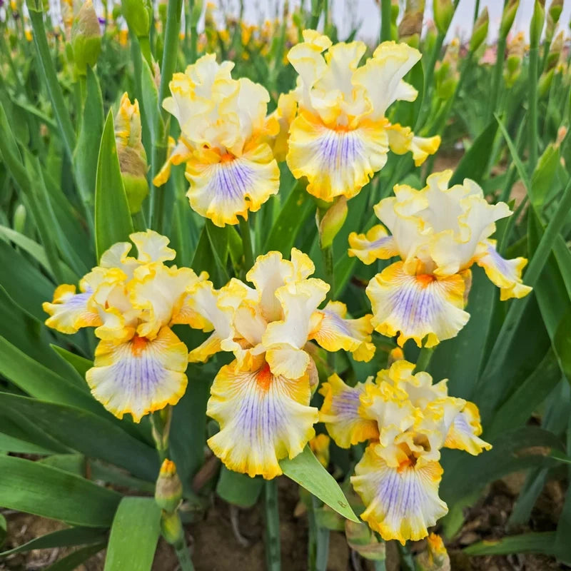 Just My Imagination Bearded Iris
