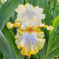 Just My Imagination Bearded Iris