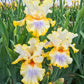 Just My Imagination Bearded Iris