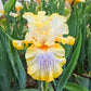 Just My Imagination Bearded Iris