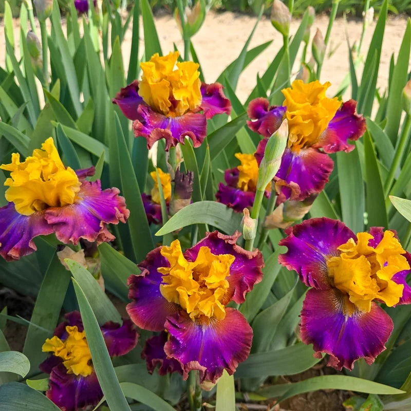 High Voltage Bearded Iris