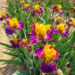 High Voltage Bearded Iris