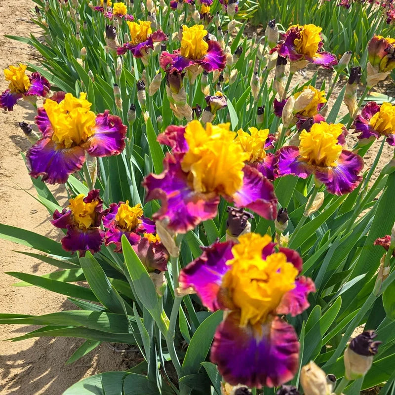 High Voltage Bearded Iris